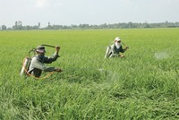 Tỷ lệ bồi thường bảo hiểm nông nghiệp lên tới 178,1%