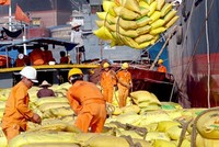 Thái Lan đang “điều khiển” thị trường gạo thế giới