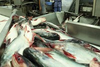 Tranh chấp liên quan đến thuế chống bán phá giá cá basa Việt Nam sang Mỹ vẫn tiếp diễn khi Việt Nam gia nhập WTO    ảnh: đức thanh