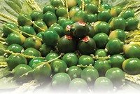Nghĩ ở 18 thôn Vườn Trầu…