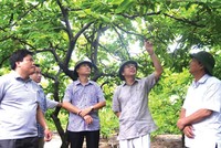 Đông Triều đã thí điểm ứng dụng thành công công nghệ mới vào trồng giống na dai.