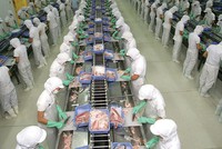 VHC: Xuất khẩu tháng 7 giảm tốc vì thủ tục kiểm nghiệm