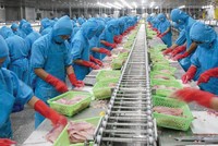 Thanh Bình hiện sở hữu hai nhà máy chế biến phi-lê cá tra đông lạnh với tổng công suất 400 tấn cá nguyên liệu/ngày