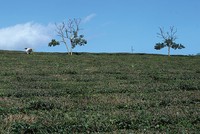 IPO Chè Lâm Đồng: 1 cá nhân gom 45% vốn