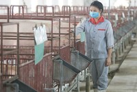 7 tháng, Dabaco lãi 148 tỷ đồng