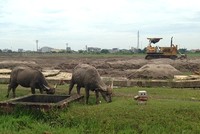 Khu công nghiệp Mỹ Trung (Nam Định) đang bỏ hoang, lãng phí gần 100 ha đất lúa.