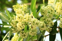 Chớm đông, Hà Nội bắt đầu ngát thơm mùi hoa sữa. Ảnh: Thành Nguyễn.