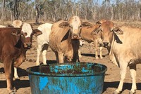 Lô hàng mật rỉ thứ 2 của TTC được xuất khẩu đến Brisbane