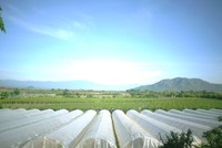 Nhà màng nông nghiệp thông minh của Trang trại Nắng và Gió (GC Food) Ninh Thuận