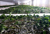 Trồng dâu nuôi tằm lấy tơ thô xuất bán sang Ấn Độ là lĩnh vực mới của HAGL