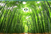 GTN bỏ bớt nhiều ngành nghề kinh doanh để nới room lên 100%