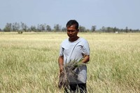 Cánh đồng lúa mất trắng ở Bạc Liêu do hạn hán và xâm nhập mặn. (Ảnh: Nguyễn Thanh Liêm/TTXVN)