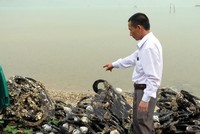 Hàu bám vào lốp xe được đưa lên bờ để thu hoạch. (Ảnh: Quốc Việt/TTXVN)