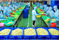 FIT không mua hết 10 triệu cổ phiếu TSC đăng ký mua