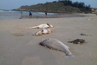 Cá chết bất thường ở miền Trung bắt đầu từ ngày 6/4. Ảnh: Quang Tiến. 