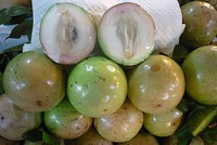 Vú sữa là loại quả thứ 5 của Việt Nam vào thị trường Mỹ