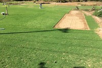 Trồng cỏ cho nhà giàu kiếm mỗi năm 500 triệu đồng