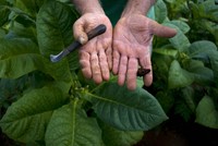 Bên trong trang trại sản xuất xì gà nổi tiếng Cuba