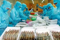 Xuất khẩu tôm “điêu đứng” vì lệnh cấm nhập khẩu của Úc