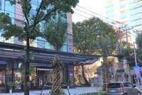 Hàng cọ cao đã chạm dây điện. Ảnh Gia Huy.