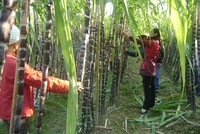 Đường Quảng Ngãi (QNS) tiếp tục chi gần 180 tỷ đồng tạm ứng cổ tức