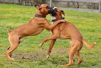 Loài chó cũng có một thân võ công tuyệt luân xứng đáng đứng ngang hàng với các loài long, hổ, báo, xà, hạc...