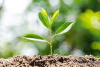 Đón đọc Báo Tết Mậu Tuất 2018 của Đầu tư Chứng khoán - Khát vọng xanh