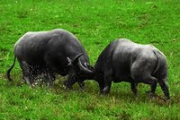 Trâu ít được nhắc đến trong võ thuật truyền thống.