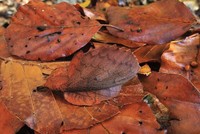 Những hình ảnh cho thấy sự kỳ diệu của tự nhiên