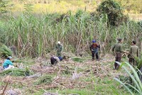 Mía đường Cao Bằng (CBS) trả cổ tức niên độ 2016-2017, tỷ lệ 52%