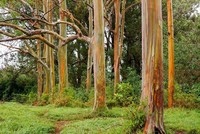 Gia tăng du khách tới Hawaii ngắm “cầu vồng trên cây“
