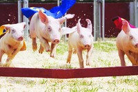 Chăn nuôi Mitraco (MLS) trả cổ tức 43%, lên kế hoạch lợi nhuận quý IV đạt 20 tỷ đồng