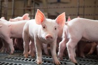 Nông súc sản Đồng Nai (NSS) tạm ứng cổ tức 40% bằng tiền mặt