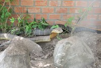 Cặp rắn hổ mây đã đưa vào Khu Du Lịch Đồi Tức Dụp để du khách tham quan.