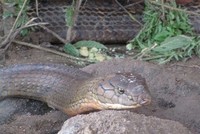 Cặp rắn hổ mây thuộc nhóm I danh mục động vật rừng nguy cấp, quý, hiếm