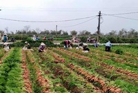 Hơn 90.000 tấn nông sản tại Hải Dương chưa tiêu thụ được