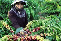 Giao dịch hàng hóa tuần từ 25 – 29/3/2019: Nóng đàm phán thương mại Mỹ - Trung