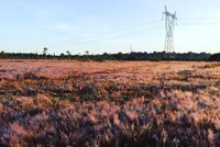 Đồi cỏ hồng ở Gia Lai hút khách chụp hình 'sống ảo'