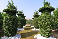 Vườn quýt lục bình chơi Tết cao 3m