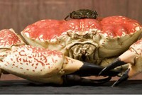 Màu sắc và trọng lượng của loài cua này khá đặc biệt.