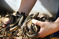 Người Sài Gòn thích thú ăn rắn mối, bò cạp