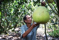 Vì quả bưởi to như cái thúng nên còn được gọi là bưởi thúng. Ảnh: Hoàng Nam.