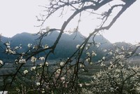 Thung lũng hoa Mộc Châu bung nở trong nắng xuân