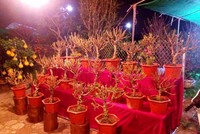 Tranh nhau mua đào Tiến Vua bé tí hon đắt ngang iPhone X