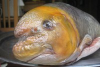 Cá Anh Vũ đầu vàng là loại khá hiếm nên giá đắt đỏ. Ảnh: Hatthocvang.