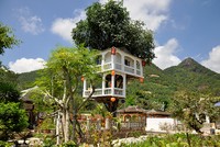 Căn nhà hai tầng trên cây thị gần 100 tuổi ở Nha Trang