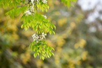 Mùa cây thay lá, Hà Nội đẹp mê hồn khiến bao người đắm say