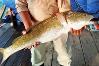 Cá nghi sủ vàng nặng 5 kg trên vịnh Vân Phong. Ảnh: Phúc An.