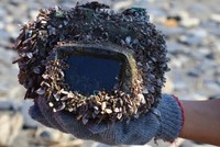 Máy ảnh bọc trong hộp chống thấm, bị vỏ hà và sò phủ kín bên ngoài. Ảnh: Park Lee.