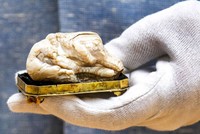 Khối ngọc trai "Sư tử ngủ" tại nhà đấu giá Venduehuis, Hà Lan. Ảnh: AFP.